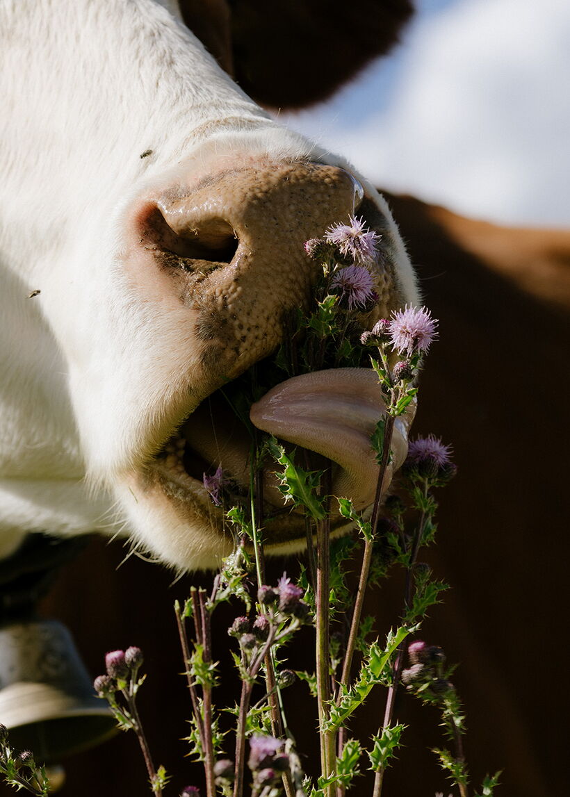 Diana Pfammatter – Alpine-10-DianaPfammatter